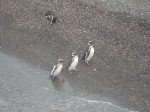 Pinguins, Argentina - Foto Maria Filomena Rego, Arquivo Pessoal