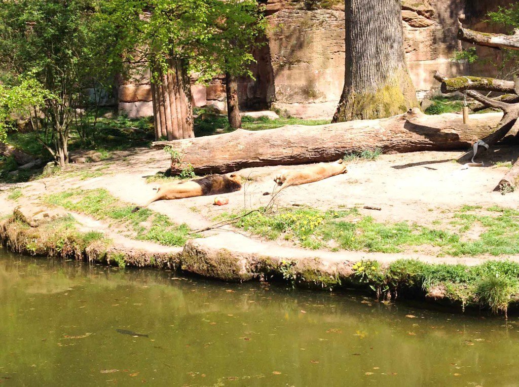 Alemanha, Nuremberg, Zoológico, Tiergarten - Foto Nathalia Molina @ComoViaja