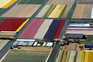 Keukenhof vanuit de Dakota