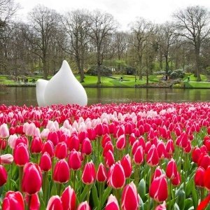 Tulipas na Holanda: Keukenhof, parada das flores e mercado flutuante