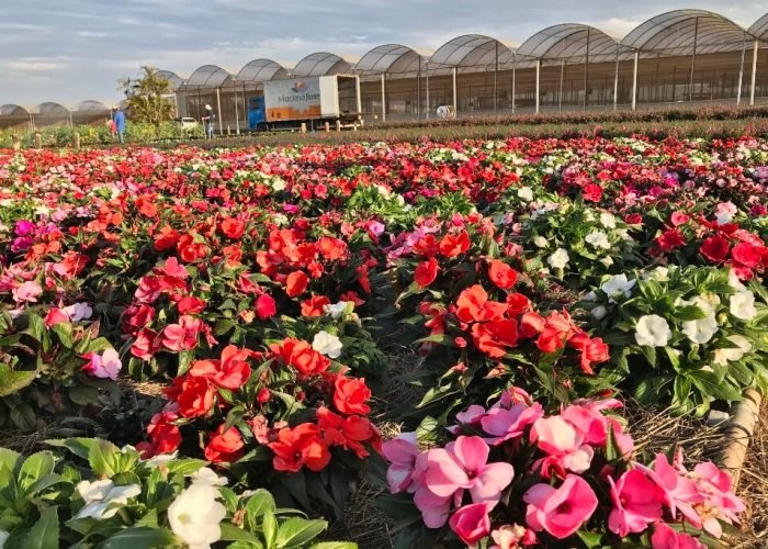 Campos de flores em Holambra: gérberas