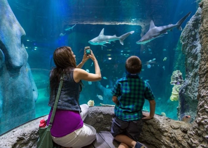 Flórida, entre os destinos preferidos dos brasileiros - Foto: SeaLife Orlando/Divulgação