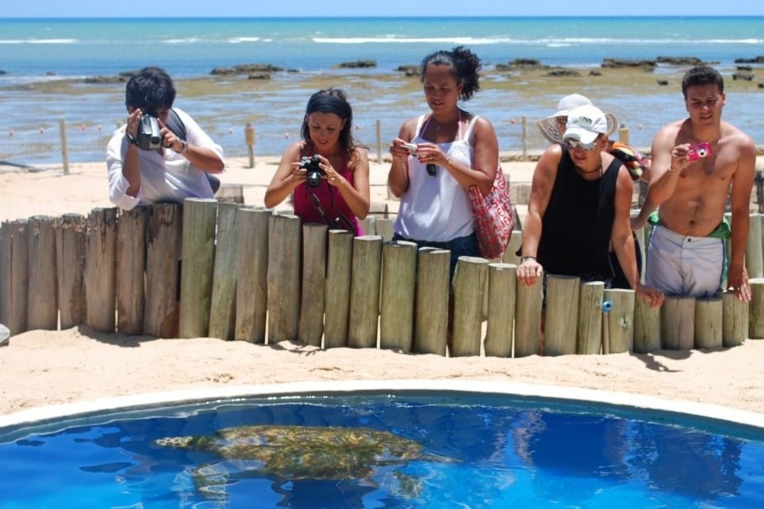 Projeto, tartarugas e a praia na Bahia