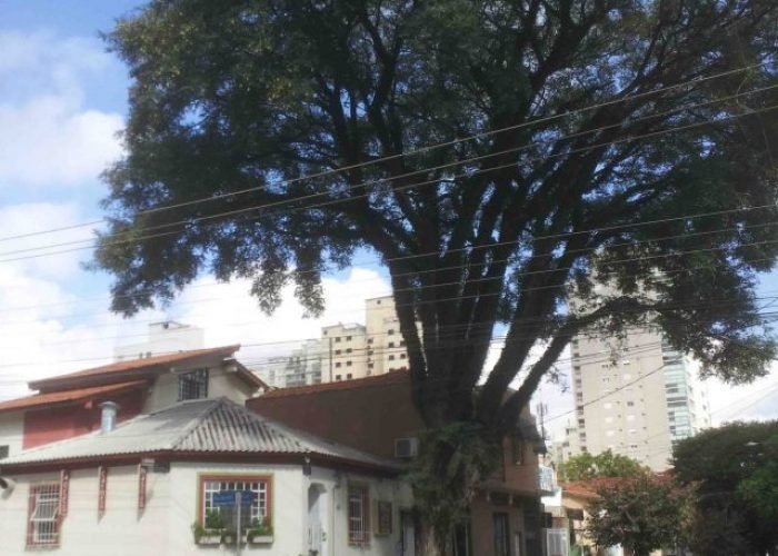 Árvore - Vila Romana - Bairro de São Paulo - Foto Nathalia Molina @ComoViaja